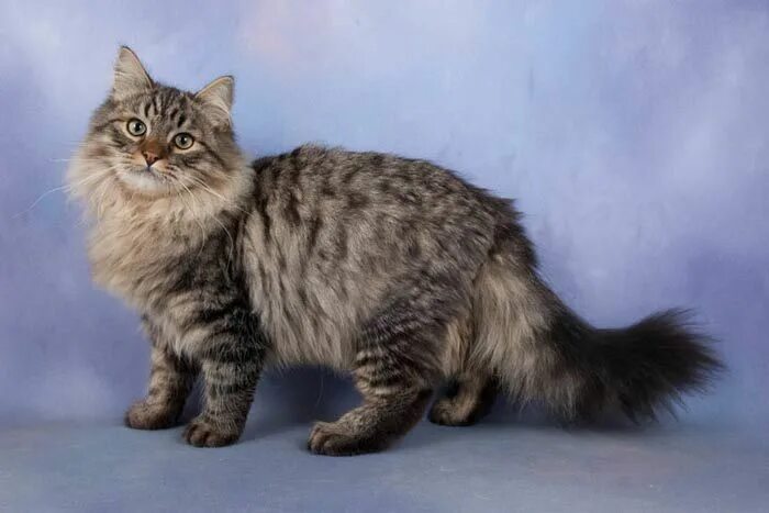 Породы котов фото с названиями Siberiano Cat breeds, Long haired cats, Siberian cat