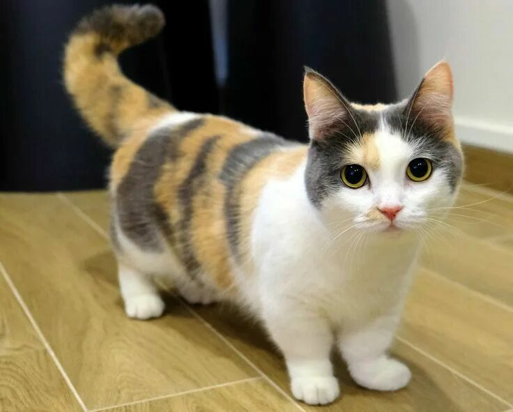 Породы котов с фото I L Y I A P : SELESAI Munchkin cat, Munchkin kitten, Cat breeds