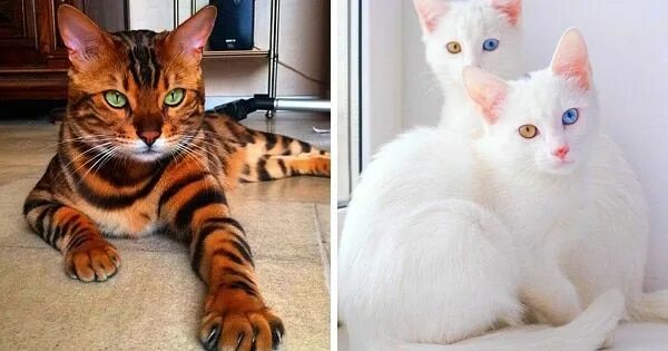 Породы котов с фото 请 稍 等.正 在 进 入... Cat breeds, Cats, Cat species