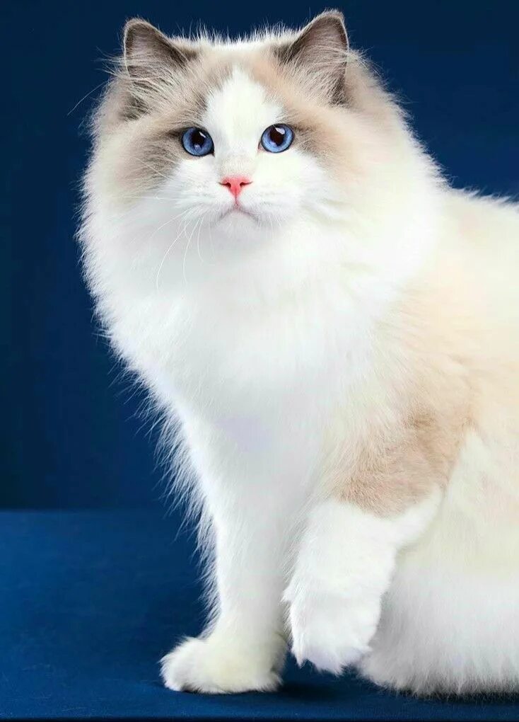 Породы котов с фото Pin on Домашний любимец Cat breeds, Cute cats, Cute cats and kittens