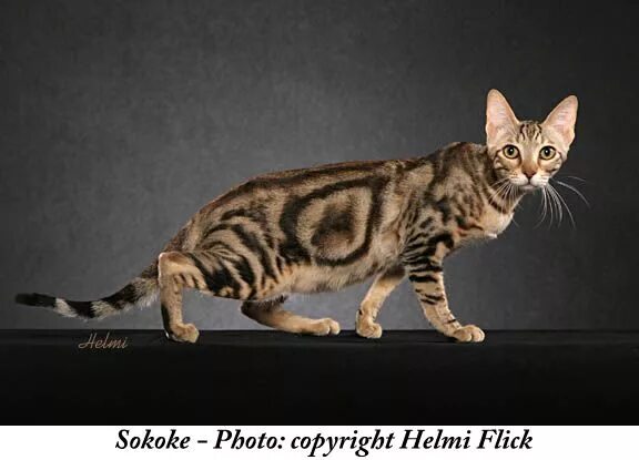 Породы котов с фото Sokoke cat found in kenya in the 1970's named after the forest they were found i