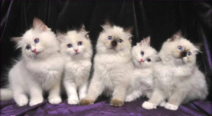 Породы котят фото название Cat Breed Photos - Ragdoll Cat Pictures - #ragdollcatbreeds -Tops Cat Breeds at 