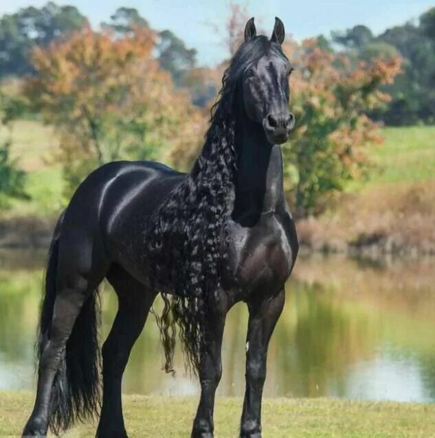 Породы красивых лошадей фото The Friesian is a breed originating in Friesland, Netherlands. Although the bree