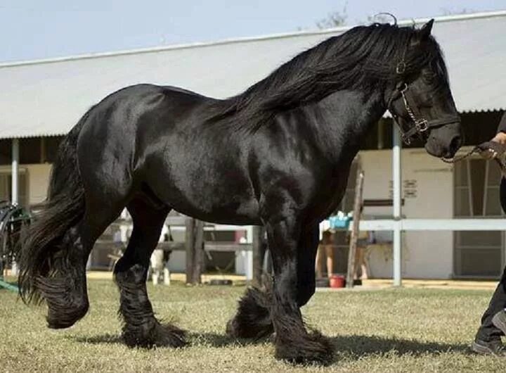 Породы красивых лошадей фото Pure Black Clydesdale The Friesian -- One of the most expensive horse breed Clyd