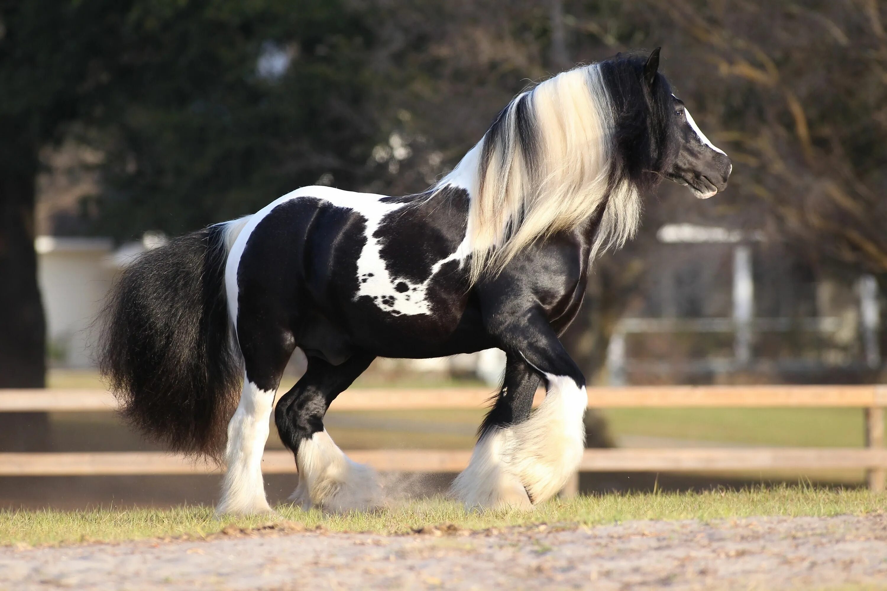 Породы красивых лошадей фото Pin on Horses