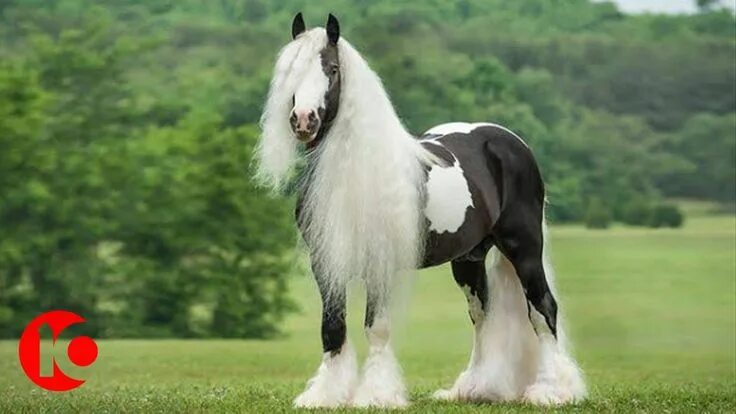 Породы красивых лошадей фото World Rarest & Most Beautiful Horse Breeds in the World Top 10 Beautiful horses,