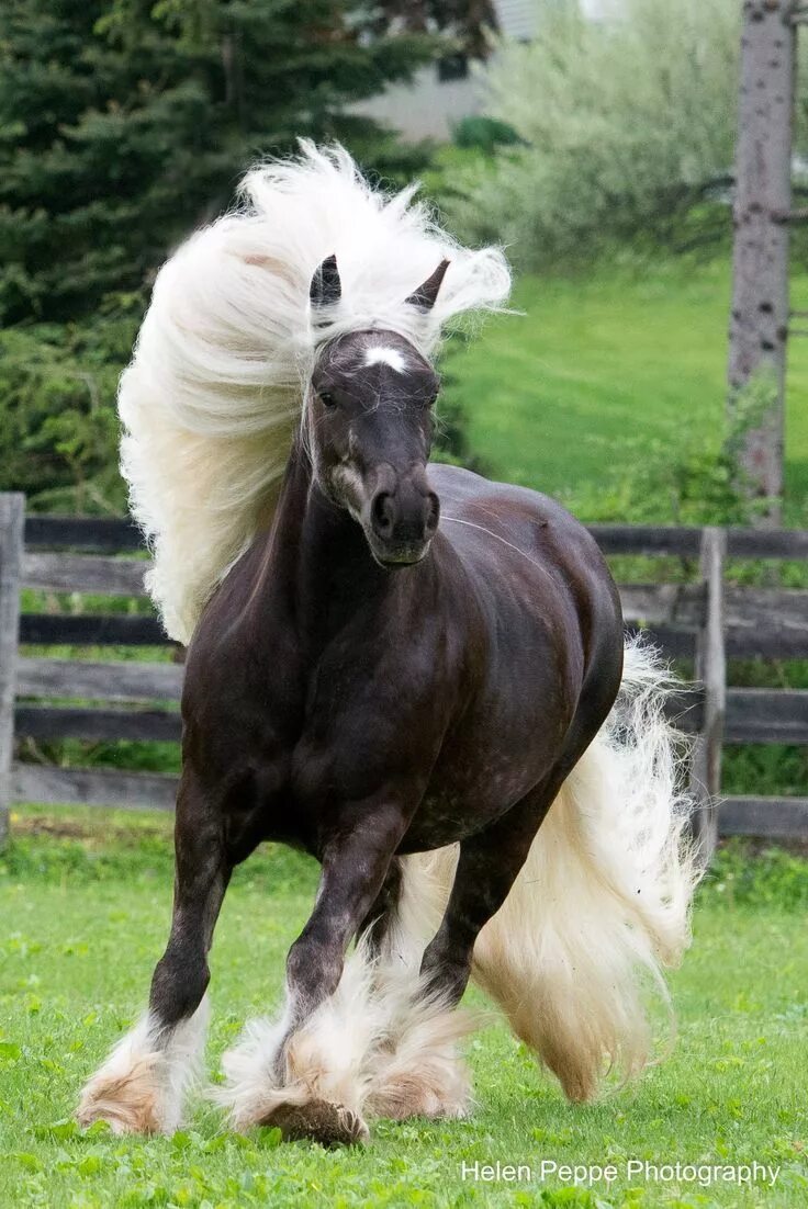 Породы красивых лошадей фото Gorgeous colored horse, black with long white mane and tail, so pretty! Horses, 