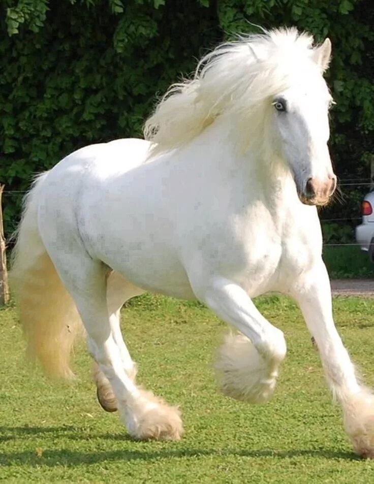 Породы красивых лошадей фото Image result for albino pony Clydesdale horses, Horses, Albino horse