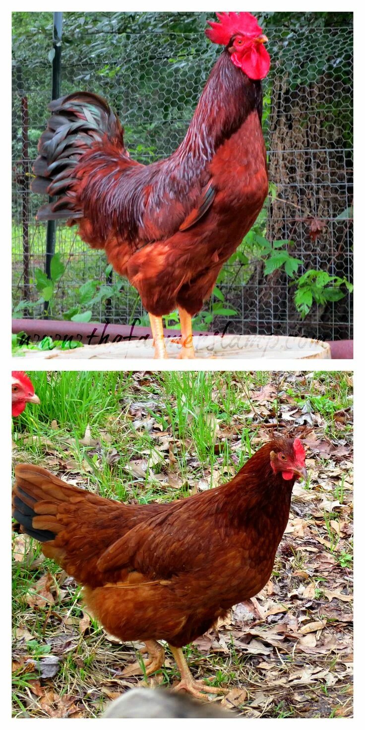 Породы красных кур фото Best Backyard Heritage Chicken Breeds Heritage chickens, Chickens backyard, Chic