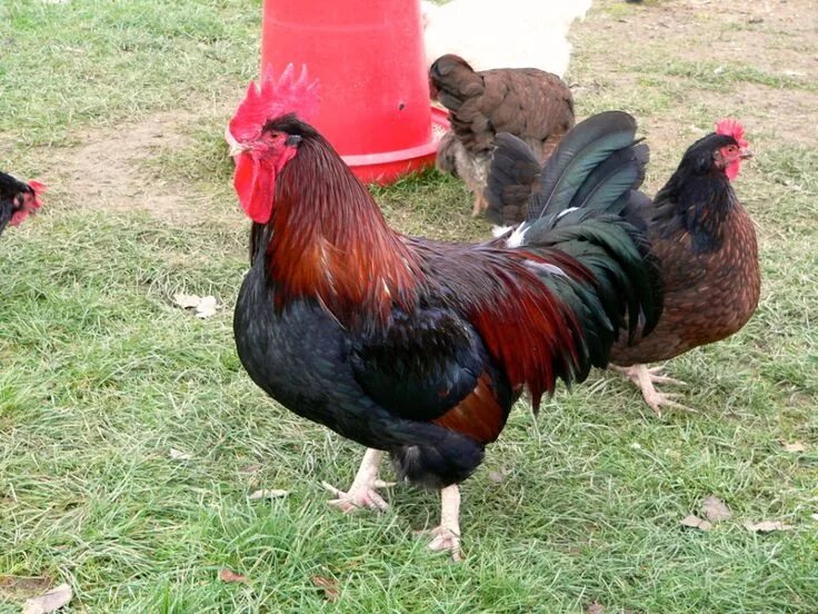 Породы красных кур фото Gallery - englishhens.co.uk Rooster breeds, Gallery, Chicken breeds