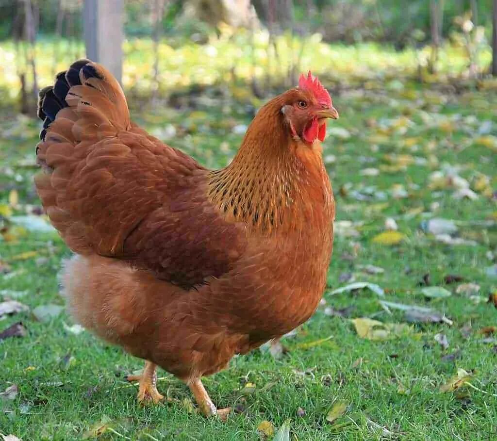 Породы красных кур фото 10 Best Chicken Breeds For Kids - Modern Homestead Mama Chicken breeds, Pet chic