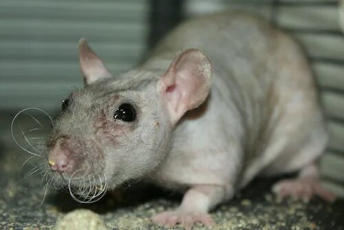 Породы крыс декоративных с фото и названиями Hairless Rat What's not to love about this fur-less face?!. WabbyTwaxx Flickr