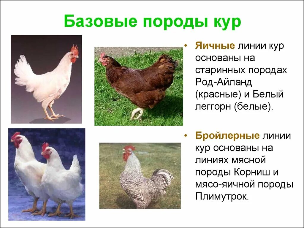 Породы кур белых фото и название Описание разных пород кур с их характеристиками