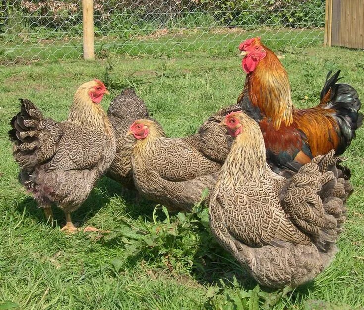 Породы кур для дома фото Partridge Wyandottes Chicken breeds, Chickens backyard, Pet chickens