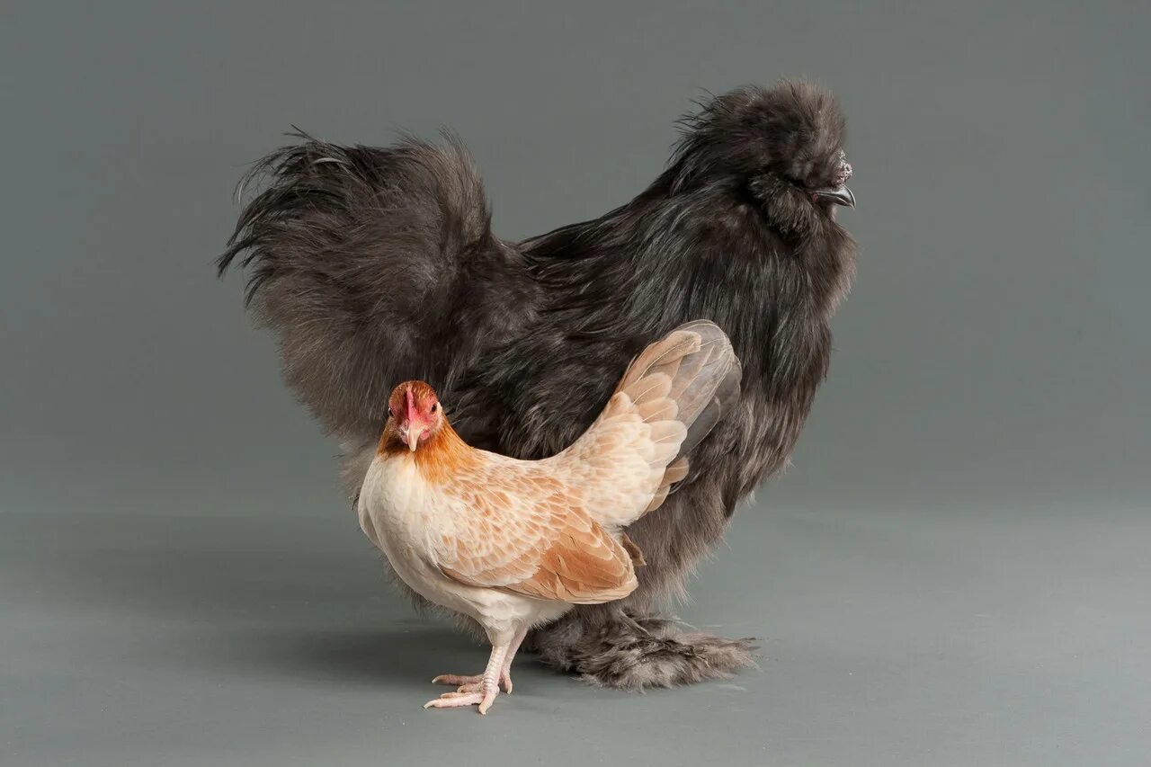 Породы кур фото My pet chicken breeds - Now Coming to a Backyard Near You: Weird Chickens - WSJ