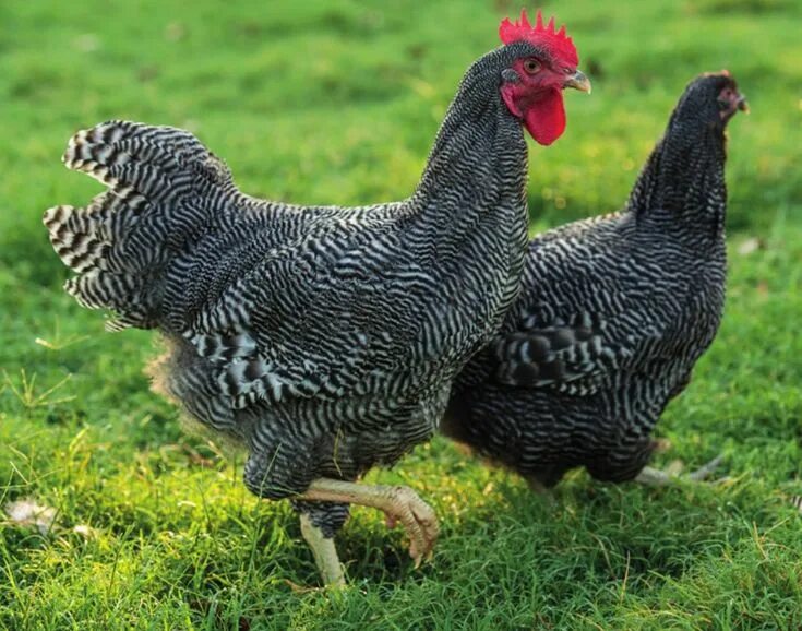 Породы кур фото Barred Plymouth Rocks - Heritage Pullets Chickens backyard, Best egg laying chic