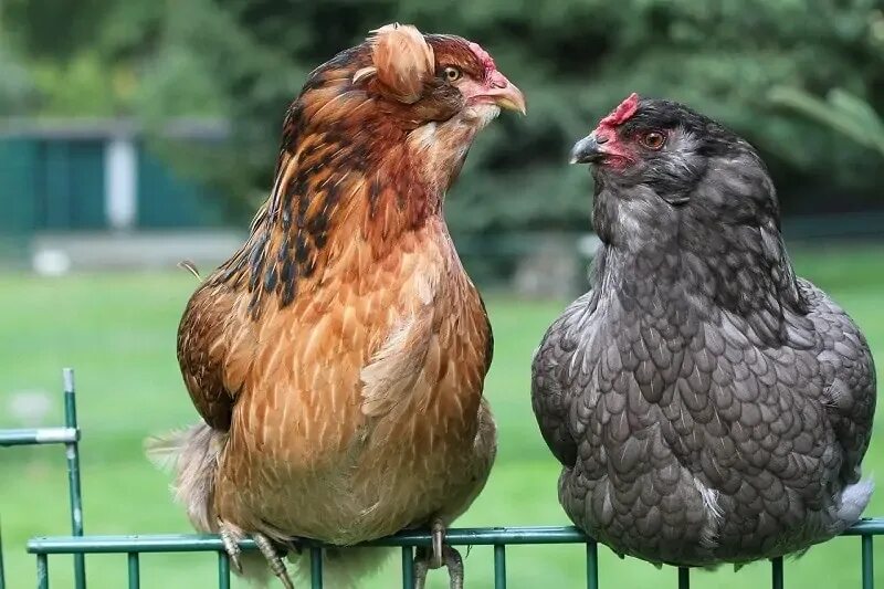 Породы кур фото Спільнота Steam :: Посібник :: Top 7 Chicken