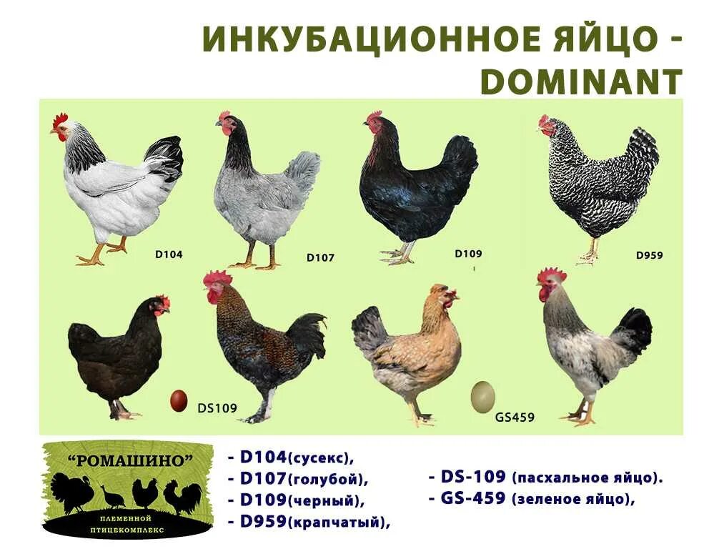 Породы кур фото характеристики Картинки КУРЫ ДОМИНАНТЫ НАЧИНАЮТ НЕСТИСЬ