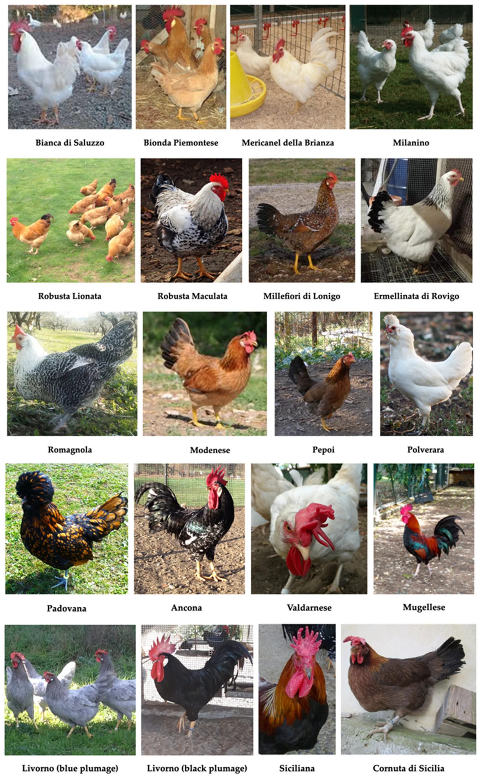 Породы кур фото характеристики Animals Free Full-Text Overview of Native Chicken Breeds in Italy: Conservation 