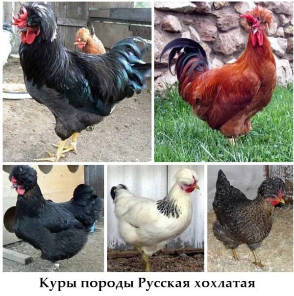 Породы кур фото и название полный We accept pre-orders for incubation eggs of domestic and imported poultry farms.