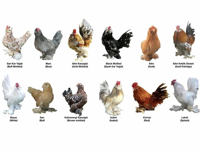 Породы кур фото и название полный Colour varieties of bantam Ispenç chicken Download Scientific Diagram