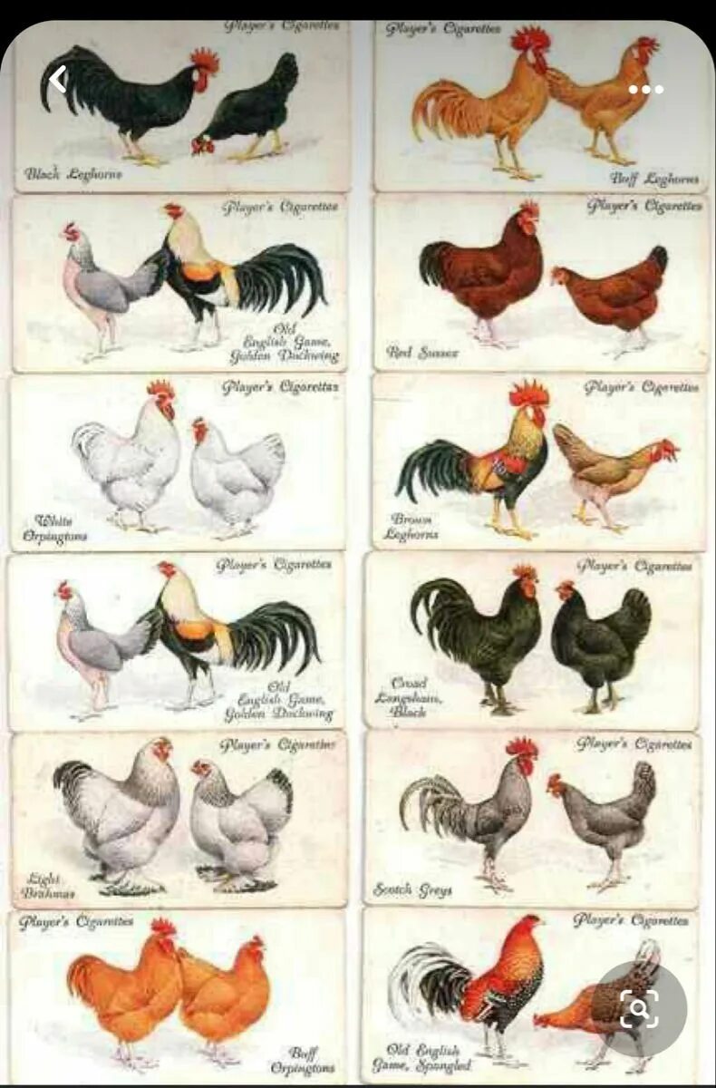 Породы кур фото и название полный каталог Hen Party Planning Made Easy with These Rooster-Inspired Ideas in 2023 Chickens 