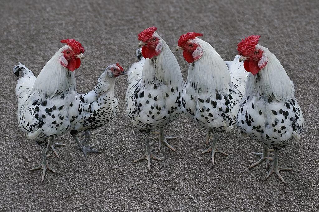 Породы кур фото и описание цена Pin on Hen Fancy chickens, Chickens backyard, Beautiful chickens