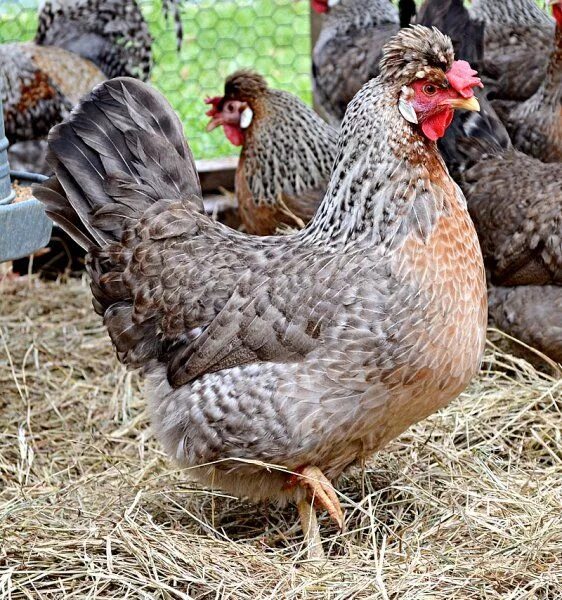 Породы кур фото и отзывы Cream Legbar Fancy chickens, Chickens backyard, Chicken breeds