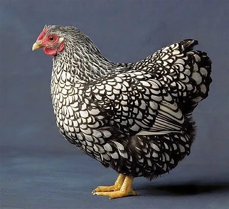 Породы кур фото и отзывы Wyandottes!! Wyandotte chicken, Chicken breeds, Pet chickens