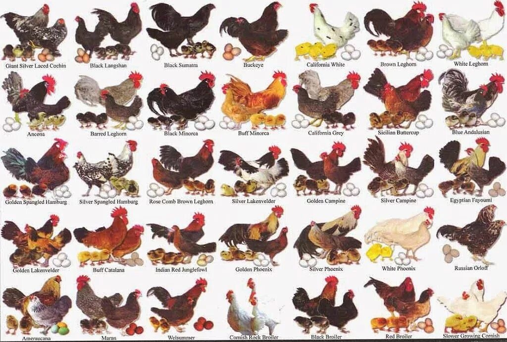 Породы кур фото с названиями Chicken breeds, Laying chickens, Chickens backyard