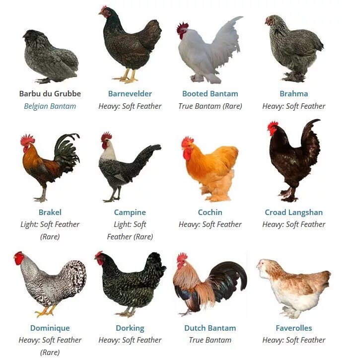 Породы кур фото с названиями https://poultrykeeper.com/chicken-breeds/ Chicken breeds, Chicken species, Polis