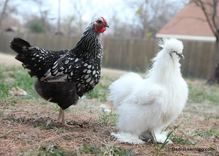 Породы кур фото с названиями Americana chickens, Chickens backyard, Silkie chickens