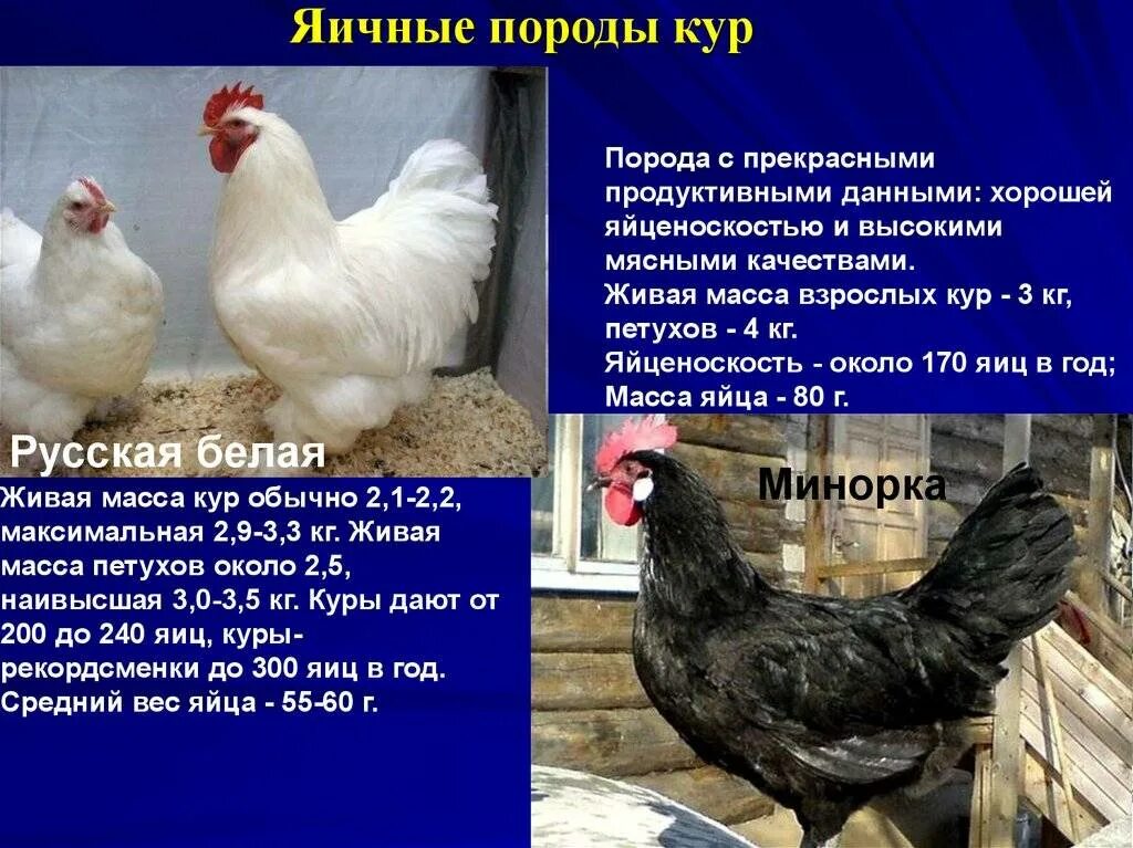 Породы кур фото с названиями и описанием Самые яйценоские породы кур: описание, характеристики и яичная продуктивность