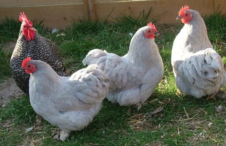 Породы кур мясо направления с фото Cuckoo Lavender Pekin Bantam Bantam chickens, Chickens, Chickens backyard