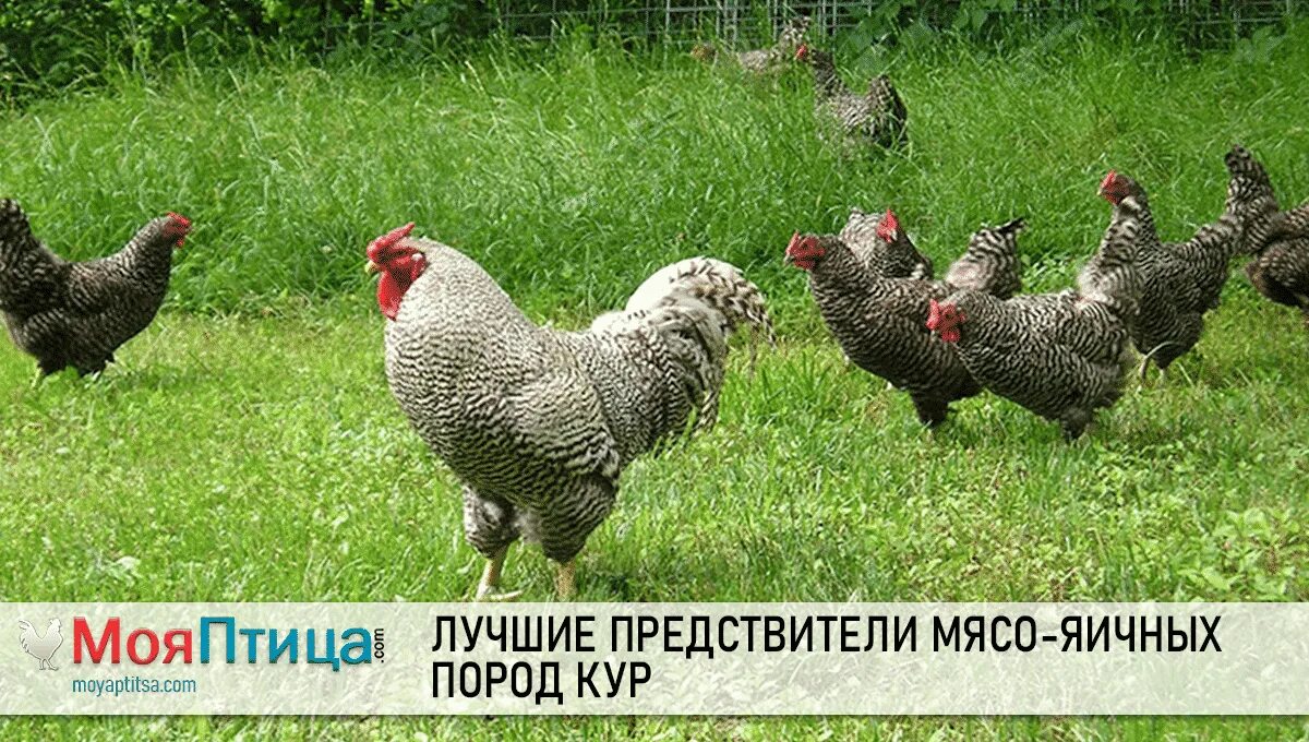 Породы кур - основные породы курей с фото и описанием: мясные и несушки