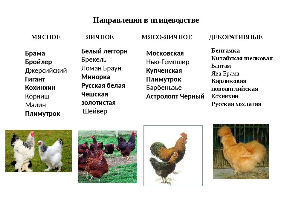 A4 Posters. Breeds of Poultry, 2 Different Posters - Etsy Beautiful chickens, Pe