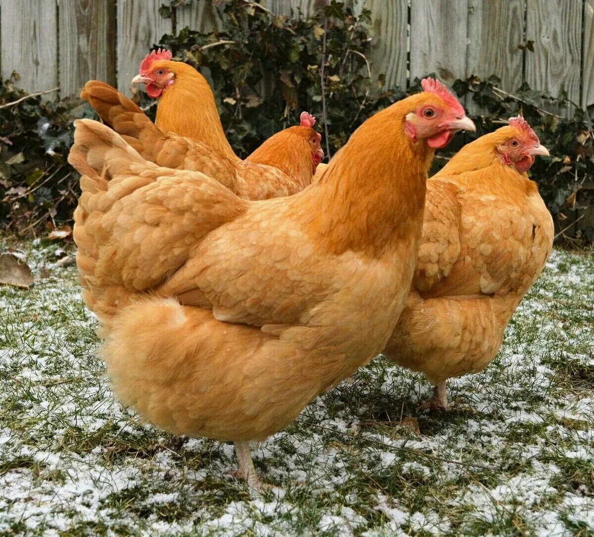 Породы кур несушек с фото Buff Orpingtons Buff orpington chickens, Fancy chickens, Laying chickens breeds