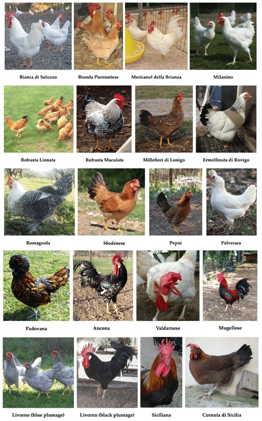 Породы кур несушек с фото и описанием Main native Italian chicken breeds. Reproduced with permission from... Download 