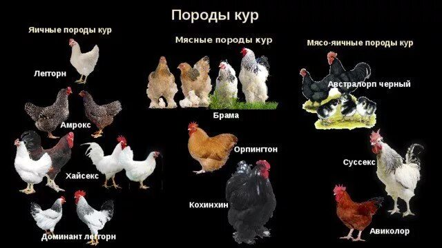 Породы кур несушек с фото и описанием Породы домашних кур - фото и описание несушек ТОП-10