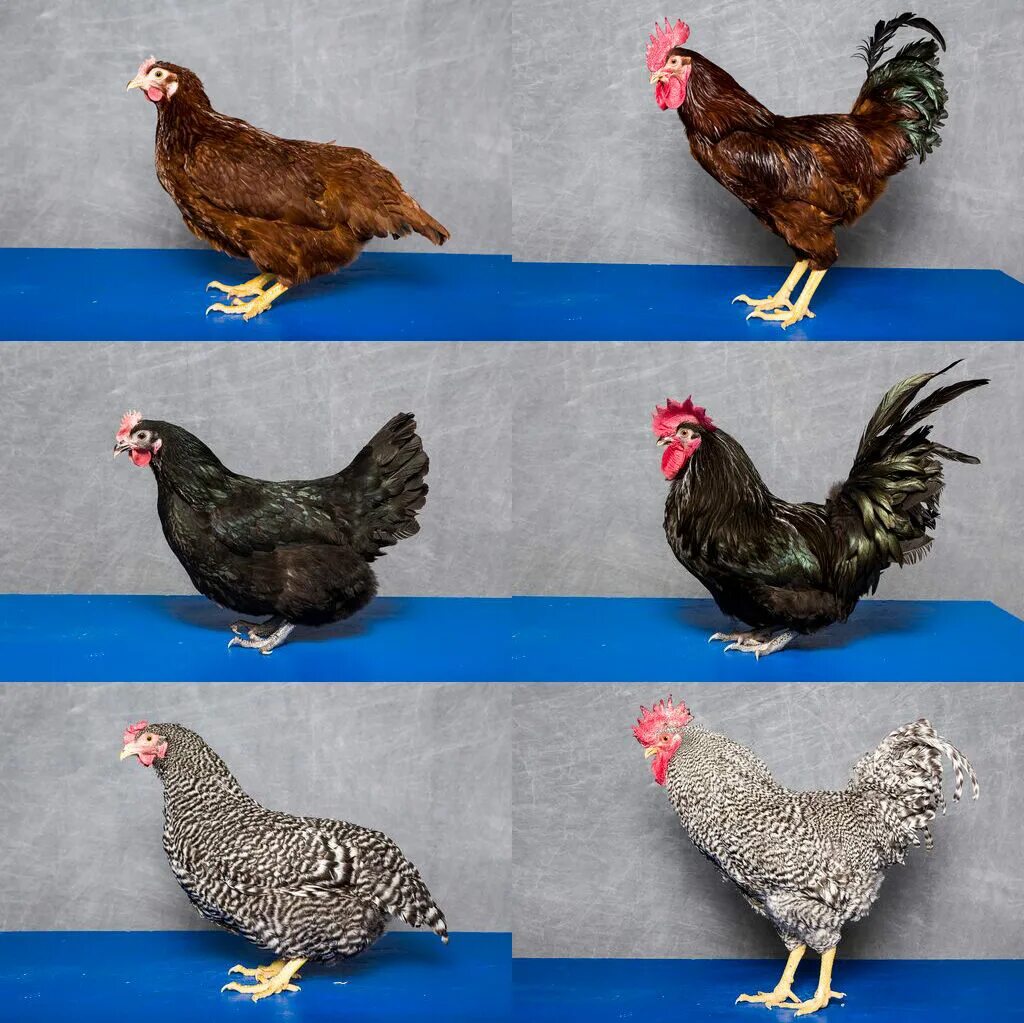 Породы кур полный каталог фото Картинки CHICKEN BREEDING