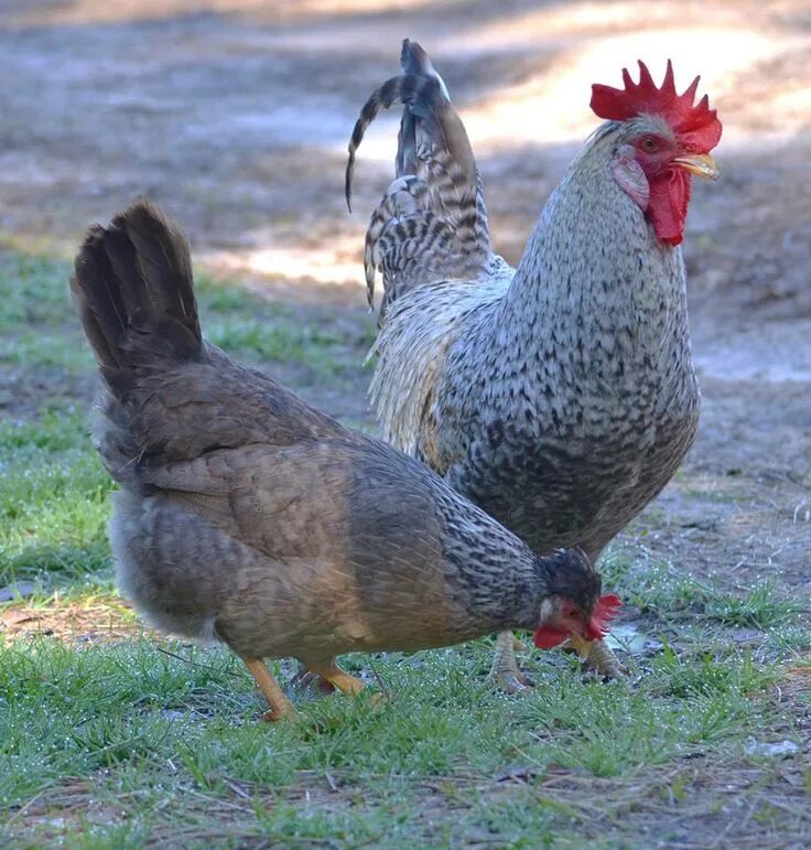 Породы кур россии фото Greenfire Farms - Timeline Photos Cream legbar chickens, Chickens backyard, Chic