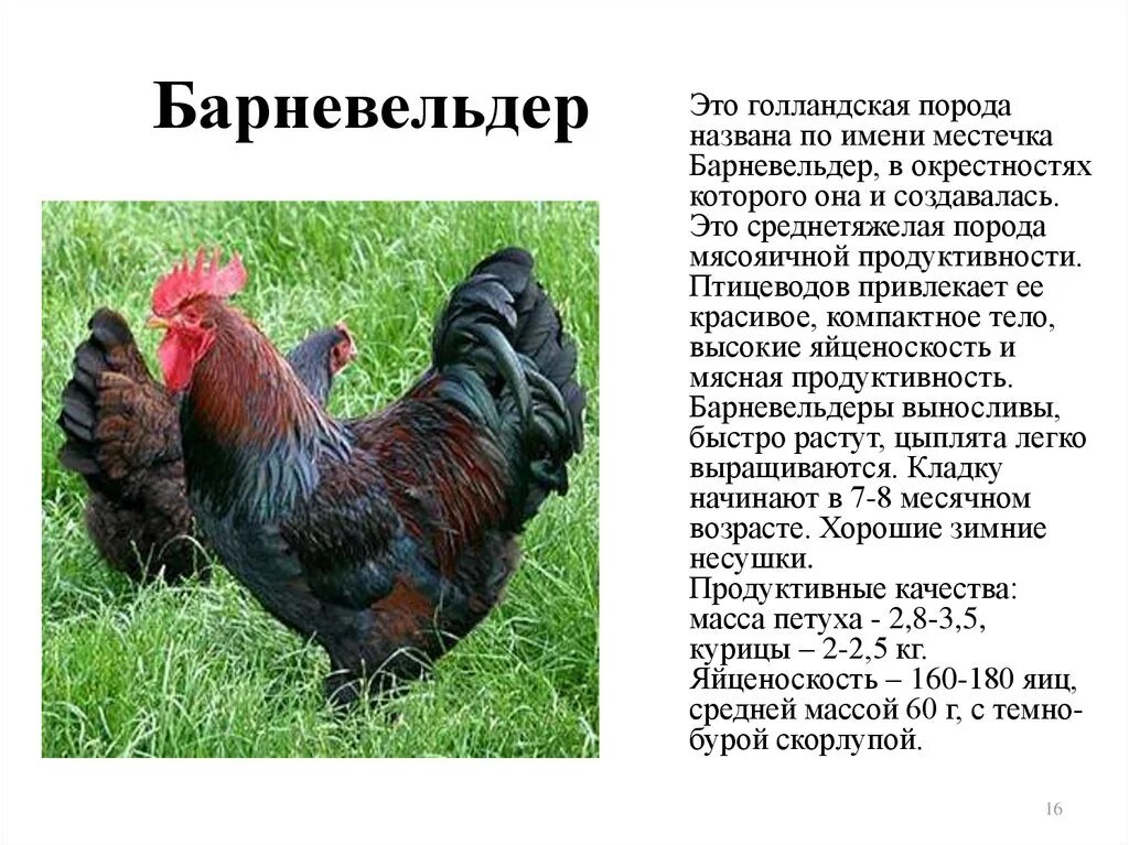 Породы кур с фото мастер описанием Картинки ЯИЧНЫЕ ПОРОДЫ КУР ДЛЯ ДОМАШНЕГО РАЗВЕДЕНИЯ ЛУЧШИЕ