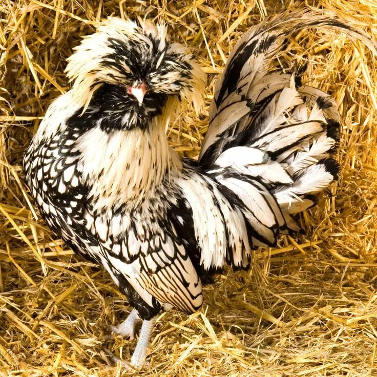 Породы кур с хохолками с фото Silver Laced Crested Polish Rooster Fancy chickens, Chickens, Beautiful chickens