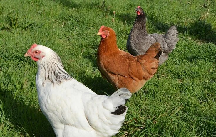 Породы кур в беларуси с фото Free Image on Pixabay - Laying Hens, White Hen Sussex Poulets de basse-cour, Pou