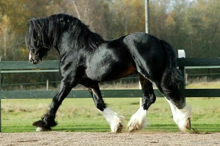 Породы лошадей фото видео Acle Magnum 29-97-0172 SWE Horses, Black horses, Pretty horses