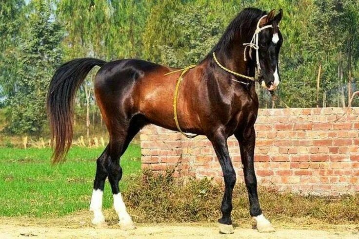 Породы лошадей с фото Pin on HORSE. МАРВАРИ (marwari breed) Marwari horses, Horses, Most beautiful hor