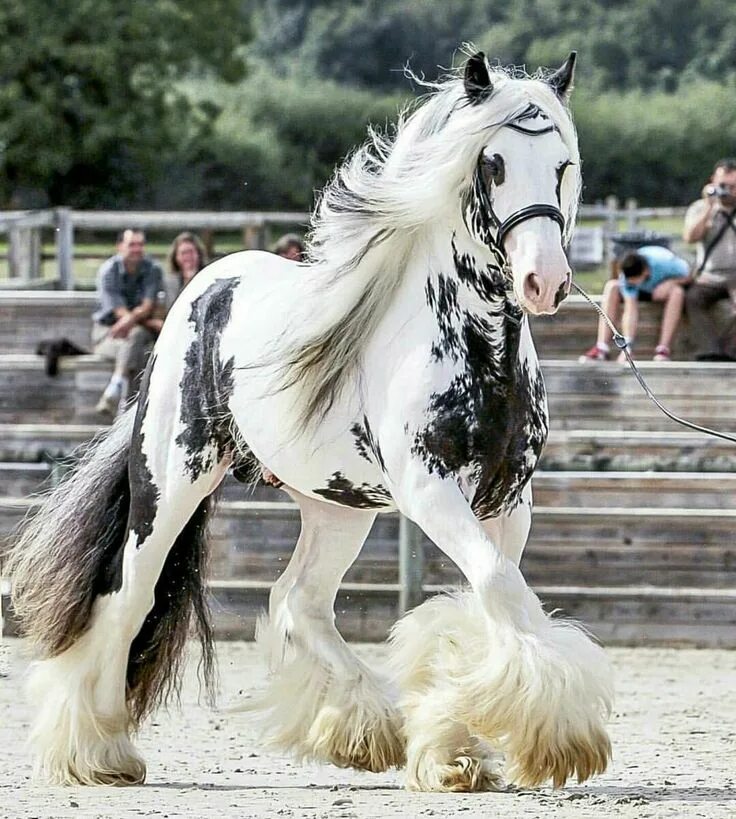 Породы лошадей с фото Prettier than most people Horses, Beautiful horses, Pretty horses