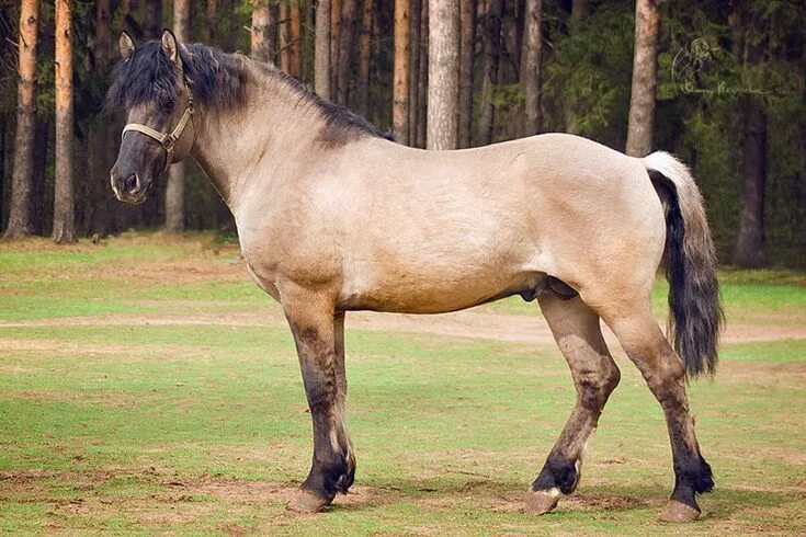 Породы лошадей с фото Vyatka stallion Sobor. Vyatka is a very old breed that originates either from Ta