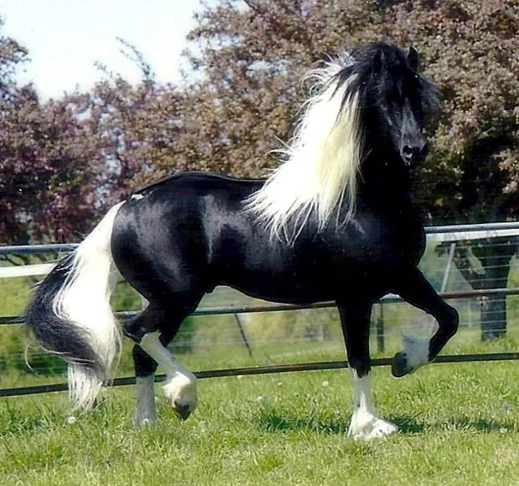 Породы лошадей с фото и названиями US Champion Barockpinto, Leonardo Norsk. photo: Whelan. Beautiful horses, Horses