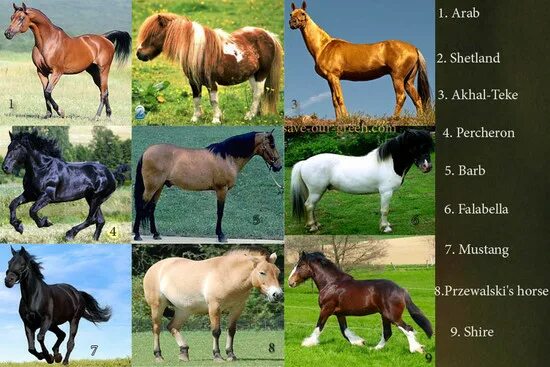 Породы лошадей с фото и названиями What is each breed of domesticated horse used for?